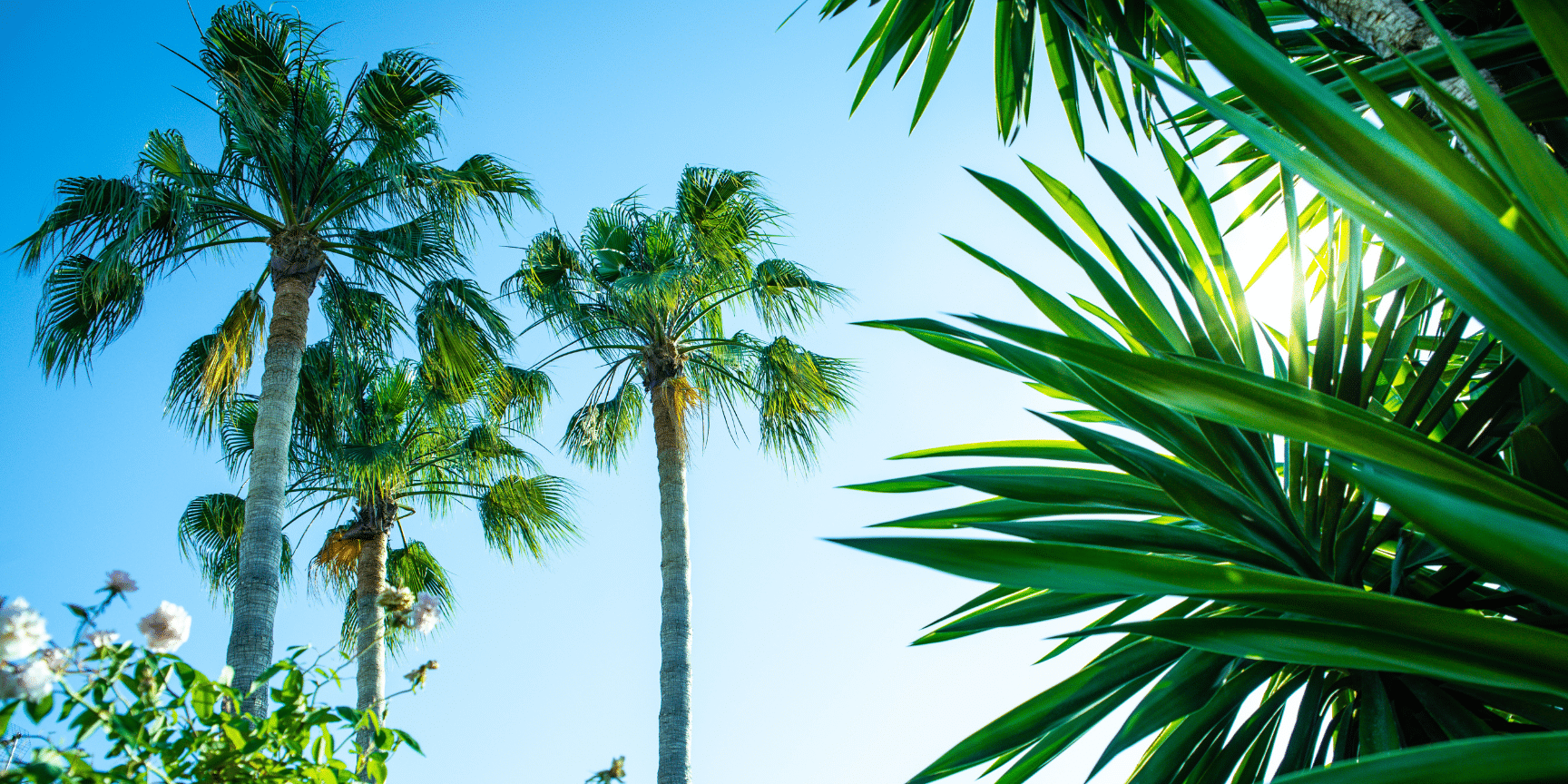Palm trees in California on sunny day.
