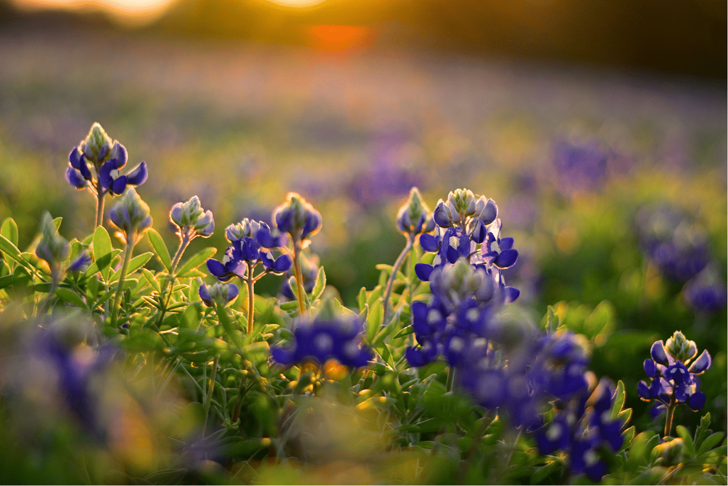 Texas bluebonnet flowers at sunset.
